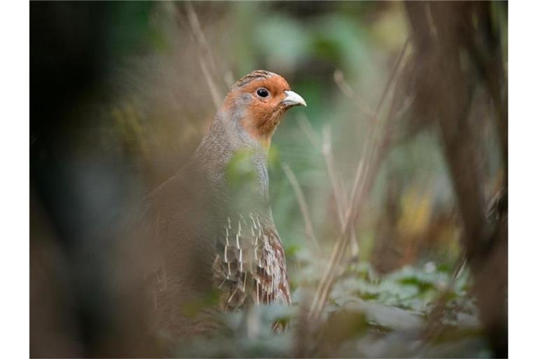 Ein Rebhuhn sitzt in einem Gehege des Zoologischen Gartens Wilhelma. Foto: Sina Schuldt/dpa