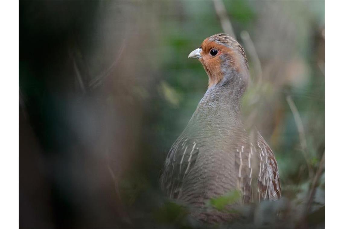 Ein Rebhuhn sitzt in einem Gehege des Zoologischen Gartens Wilhelma. Foto: Sina Schuldt/dpa/Archivbild