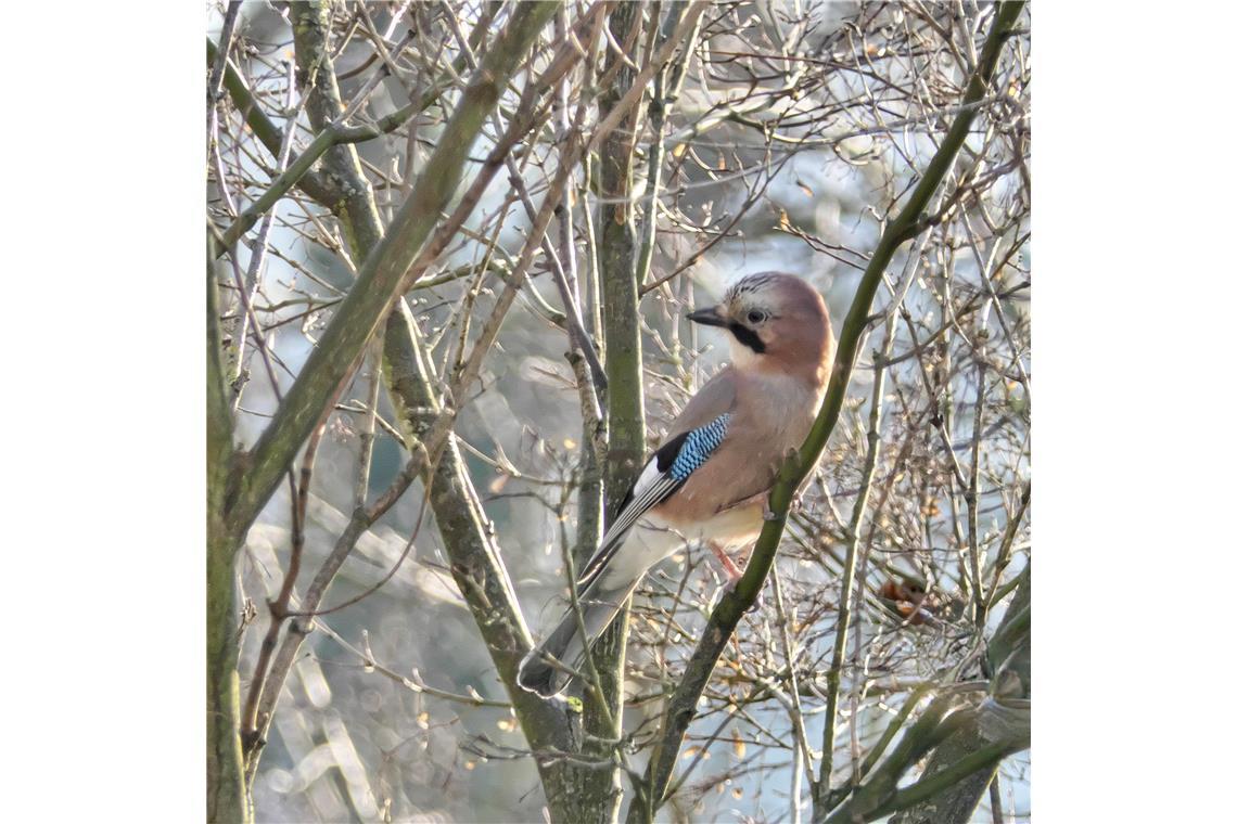 "Ein regelmäßiger Besucher in meinem Garten"