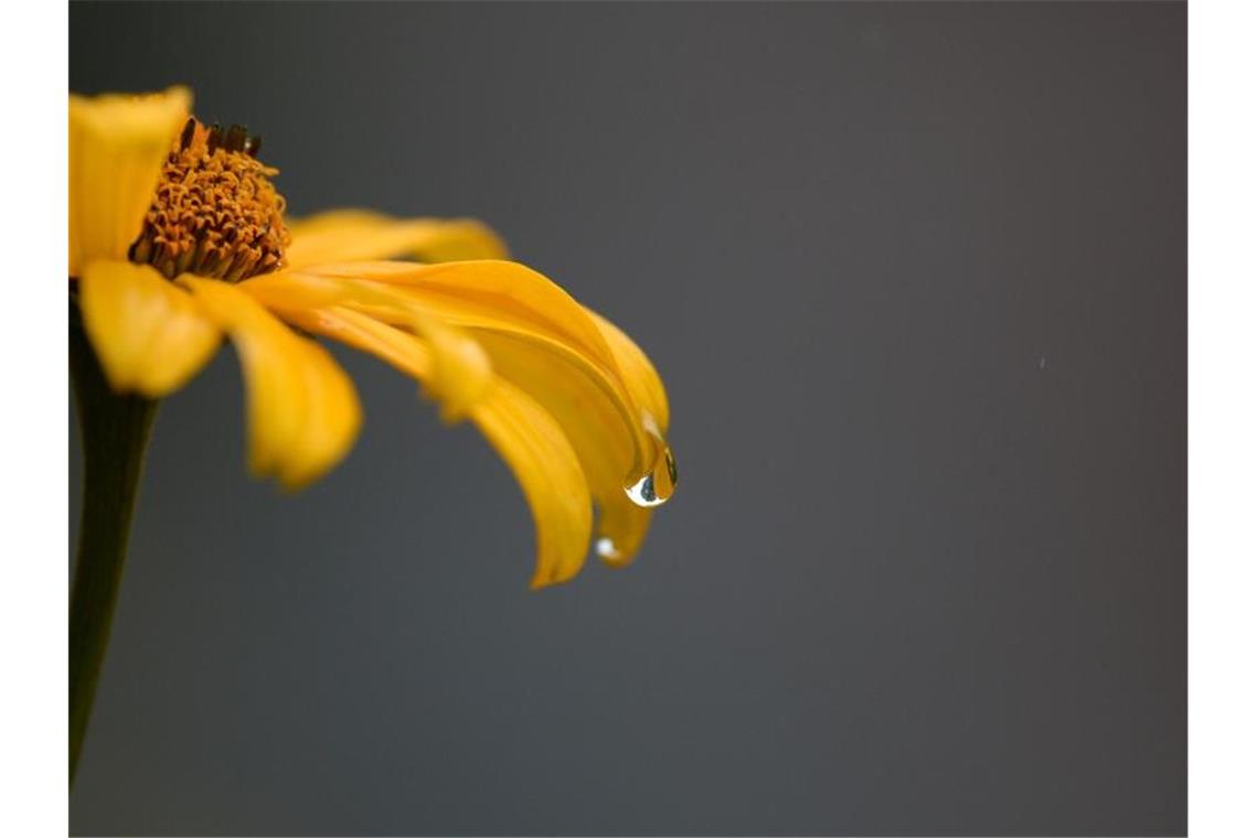 Ein Regentropfen perlt an einem Blütenblatt herunter. Foto: Ralf Hirschberger/dpa-Zentralbild/dpa/Archivbild