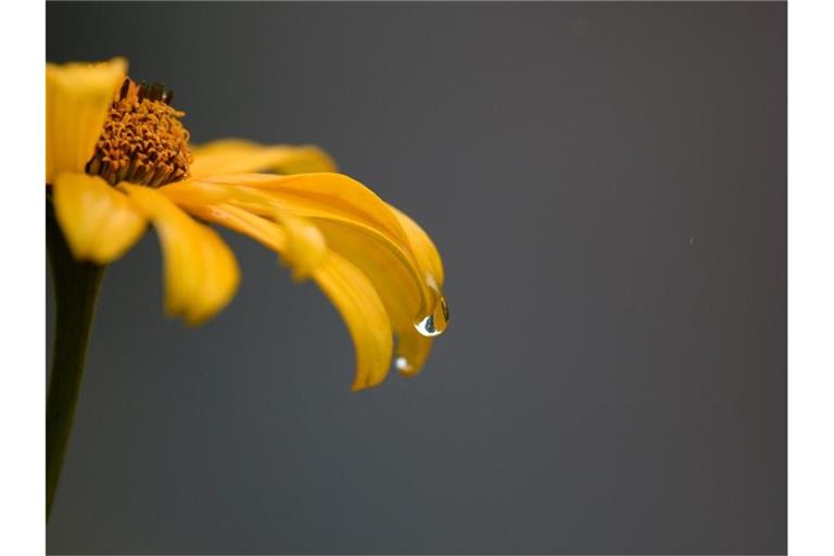 Ein Regentropfen perlt an einem Blütenblatt herunter. Foto: Ralf Hirschberger/dpa-Zentralbild/dpa/Archivbild