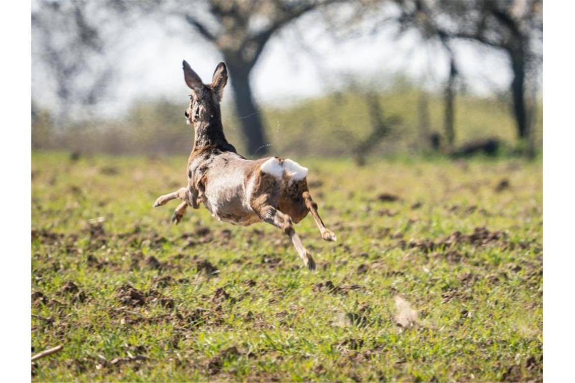 Ein Reh flüchtet auf einem Feld . Foto: Frank Rumpenhorst/dpa/Symbolbild
