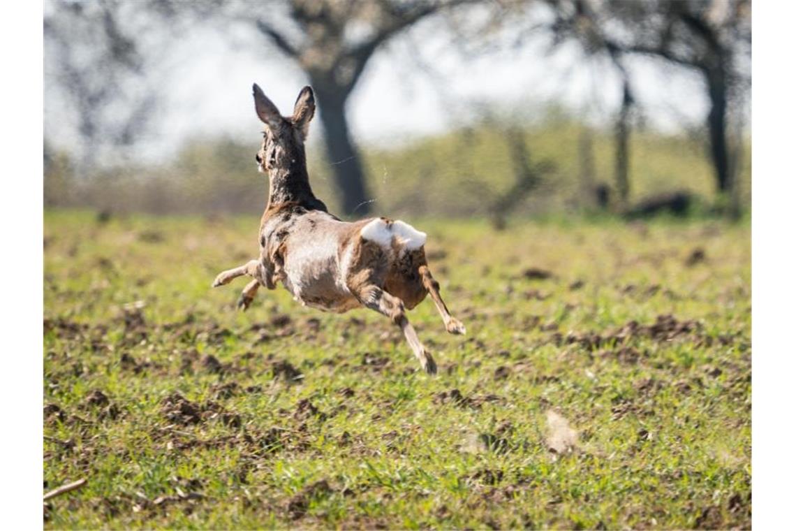 Kind von Reh umgerannt und gebissen Ein Reh flüchtet auf einem Feld . Foto: Frank Rumpenhorst/dpa/Symbolbild