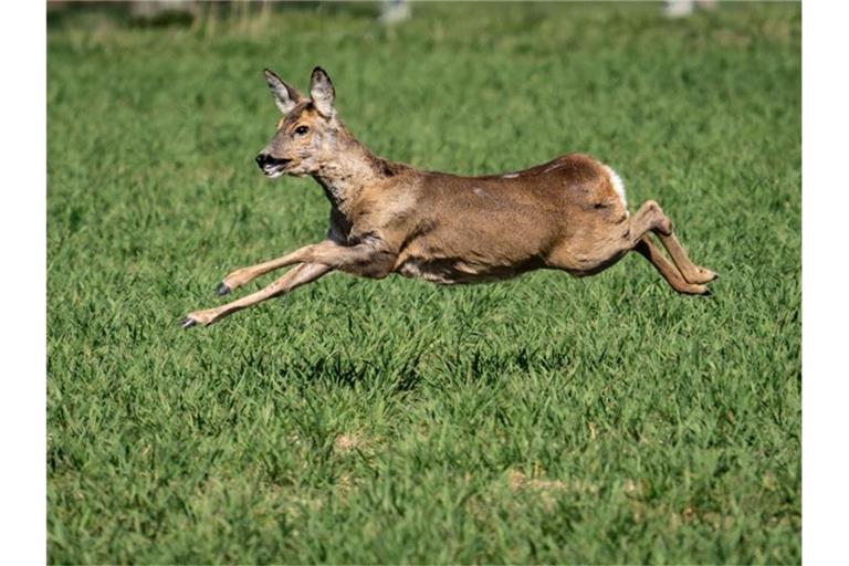 Ein Reh flüchtet auf einem Feld. Foto: Frank Rumpenhorst/dpa/Symbolbild