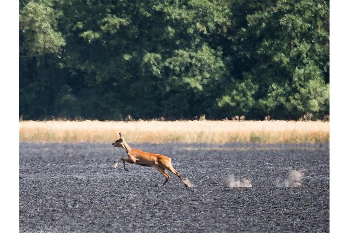 Ein Reh flüchtet über ein abgebranntes Feld in der Region Hannover. Die Feuerwehren in Niedersachsen kämpfen mit zahlreichen Feldbränden. Foto: Julian Stratenschulte