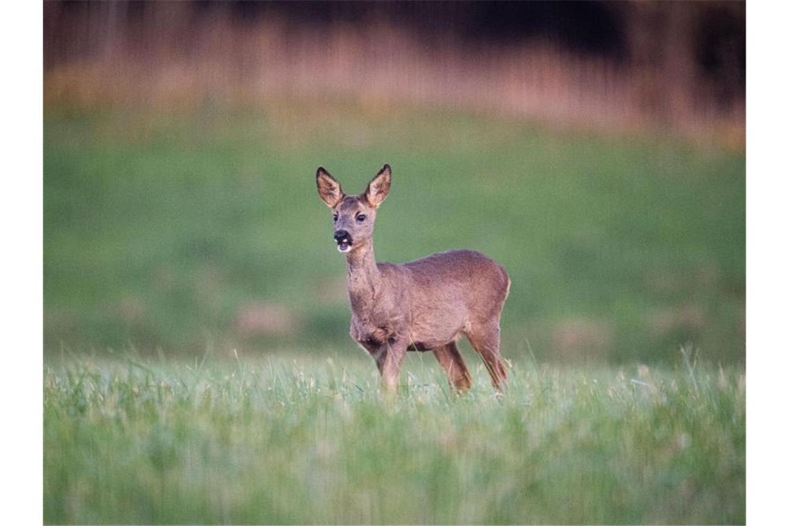 Wildtiere auf Knopfdruck: Neue Info- und Datenplattform Ein Reh steht auf einer Wiese. Foto: Daniel Reinhardt/dpa/Archivbild