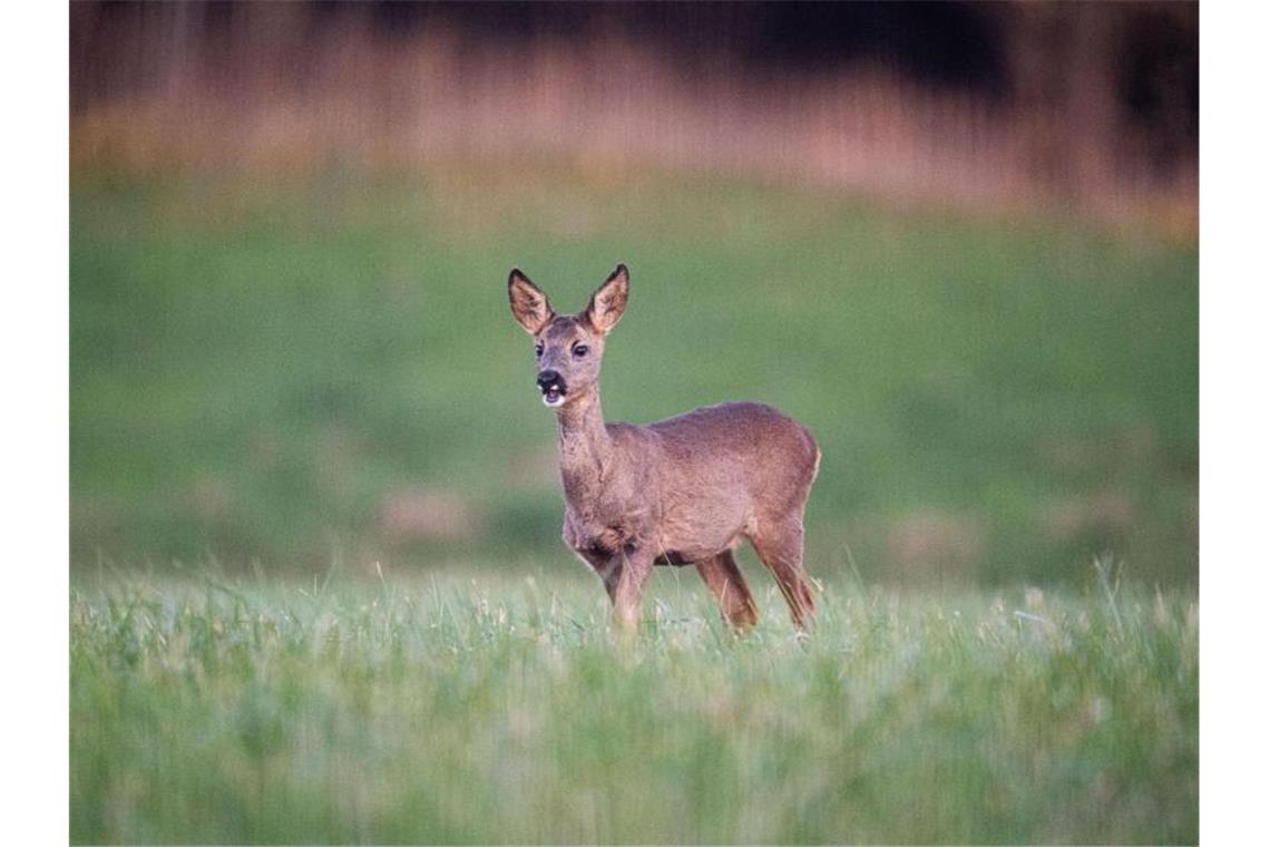 Wildtiere auf Knopfdruck: Neue Info- und Datenplattform