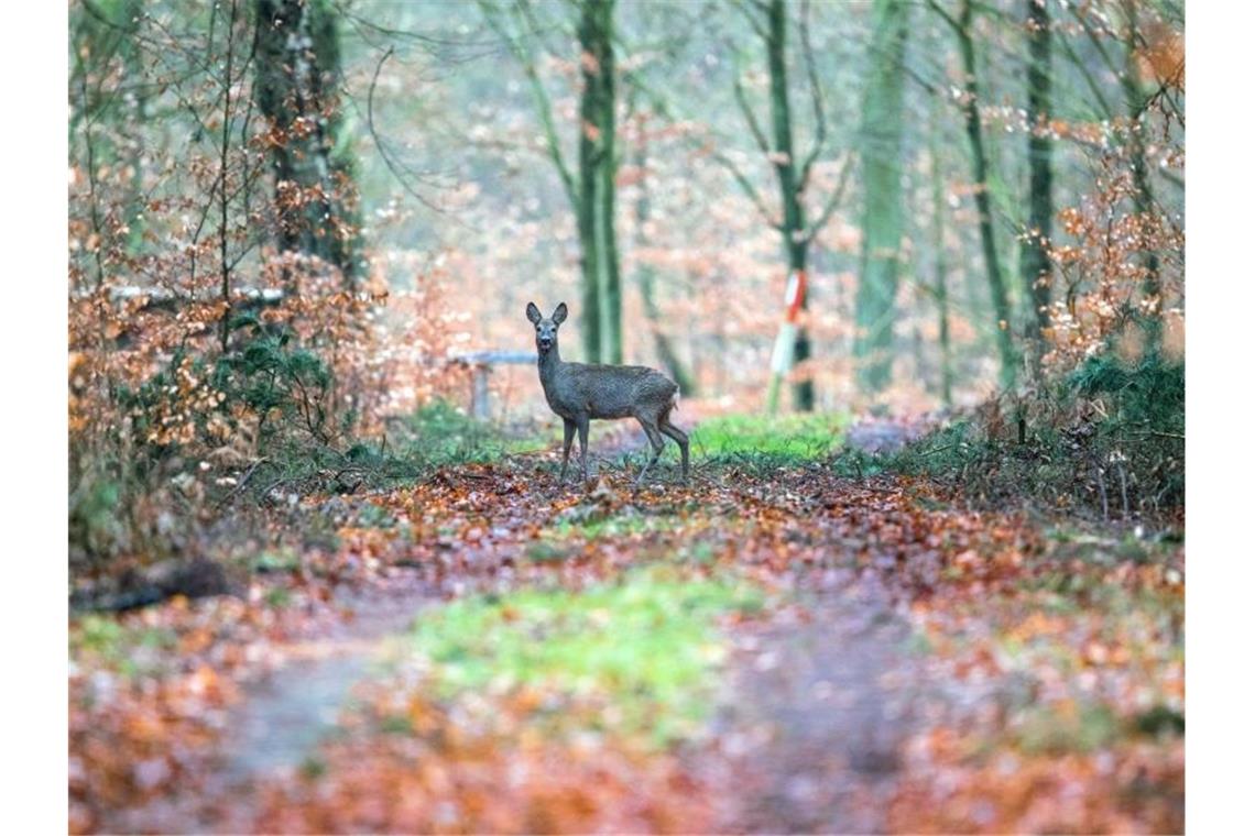 Ein Reh steht in einem Wald auf einem Weg. Foto: Jens Büttner/dpa-Zentralbild/dpa/Symbolbild
