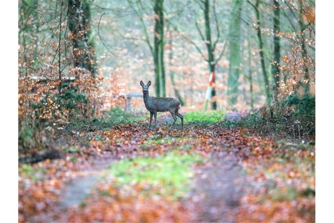 Jagdtrieb aus der Steinzeit: Über 100 Fälle von Wilderei Ein Reh steht in einem Wald auf einem Weg. Foto: Jens Büttner/dpa-Zentralbild/dpa/Symbolbild