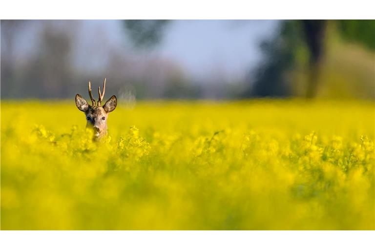 Ein Rehbock schaut morgens aus einem gelben Rapsfeld.