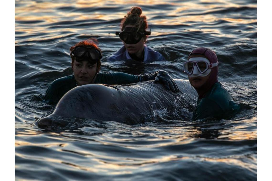 Hoffnung für verletzten Schnabelwal vor der Küste Athens Ein Rettungsteam kümmert sich um den verletzten Wal, der gestrandet ist. Foto: Lefteris Partsalis/XinHua/dpa