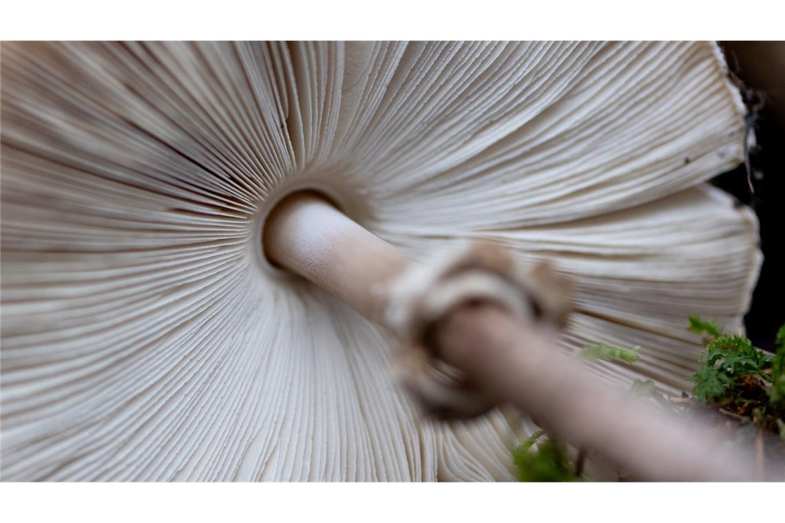 Ein Riesenschirmling ist in der Ausstellung "Pilze" im botanischen Garten München zu sehen.