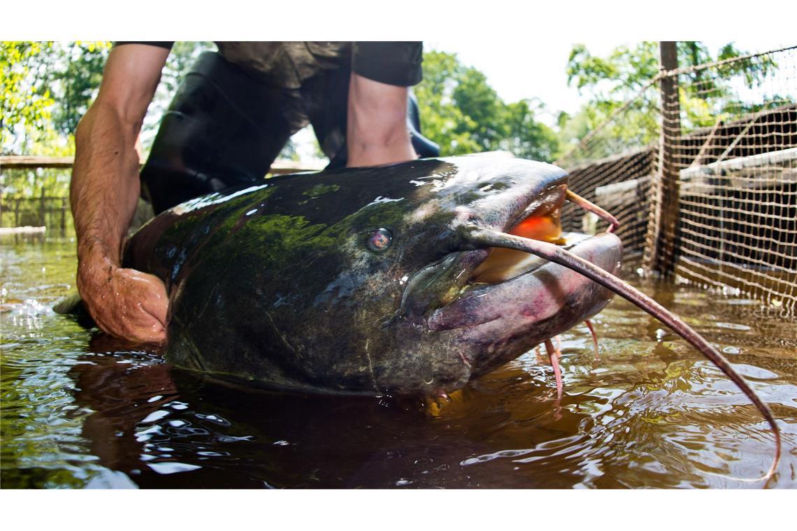 Fünf Badegäste gebissen: Polizist erschießt Zwei-Meter-Fisch Ein Riesenwels ähnlich wie dieser hat in Bayern fünf Badegäste verletzt. (Symbolbild)