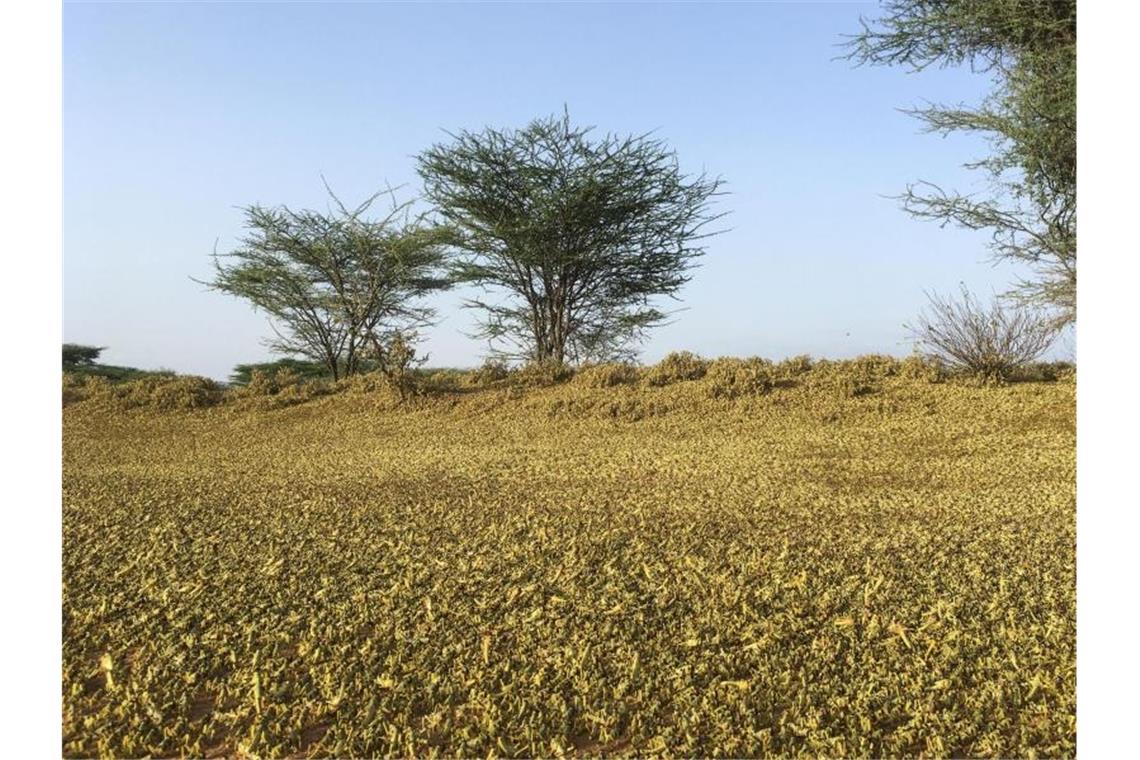 Ostafrika: Heuschrecken breiten sich weiter aus Ein riesiger Heuschreckenschwarm bedeckt im Norden Kenias den Boden. Foto: Boris Polo/AP/dpa
