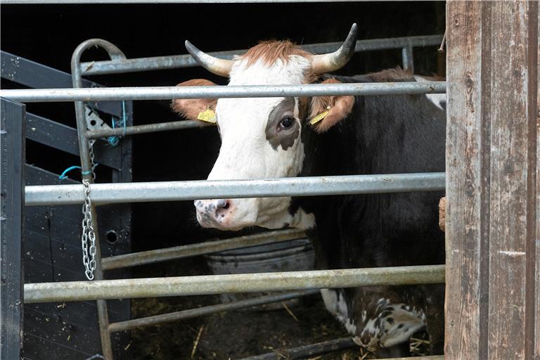 Ein Rind wird bei einer Beschlagnahmung auf einen Transporter verladen. Foto: J. Fiedler