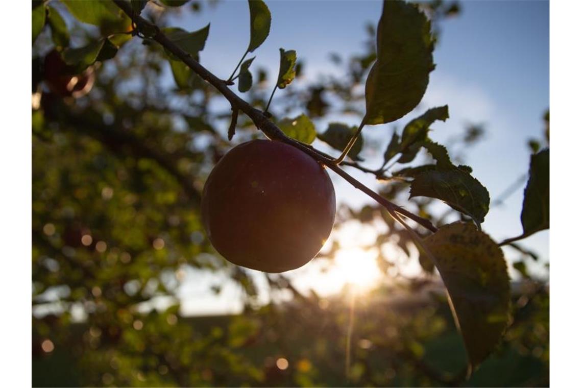 Ein roter Apfel hängt an einem Baum und werden von der aufgehenden Sonne angestrahlt. Foto: Tom Weller/dpa