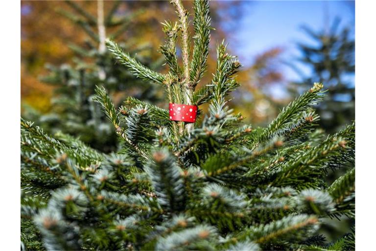 Ein rotes Bändchen markiert eine Tanne auf einer Plantage. Foto: David Inderlied/dpa/Symbolbild