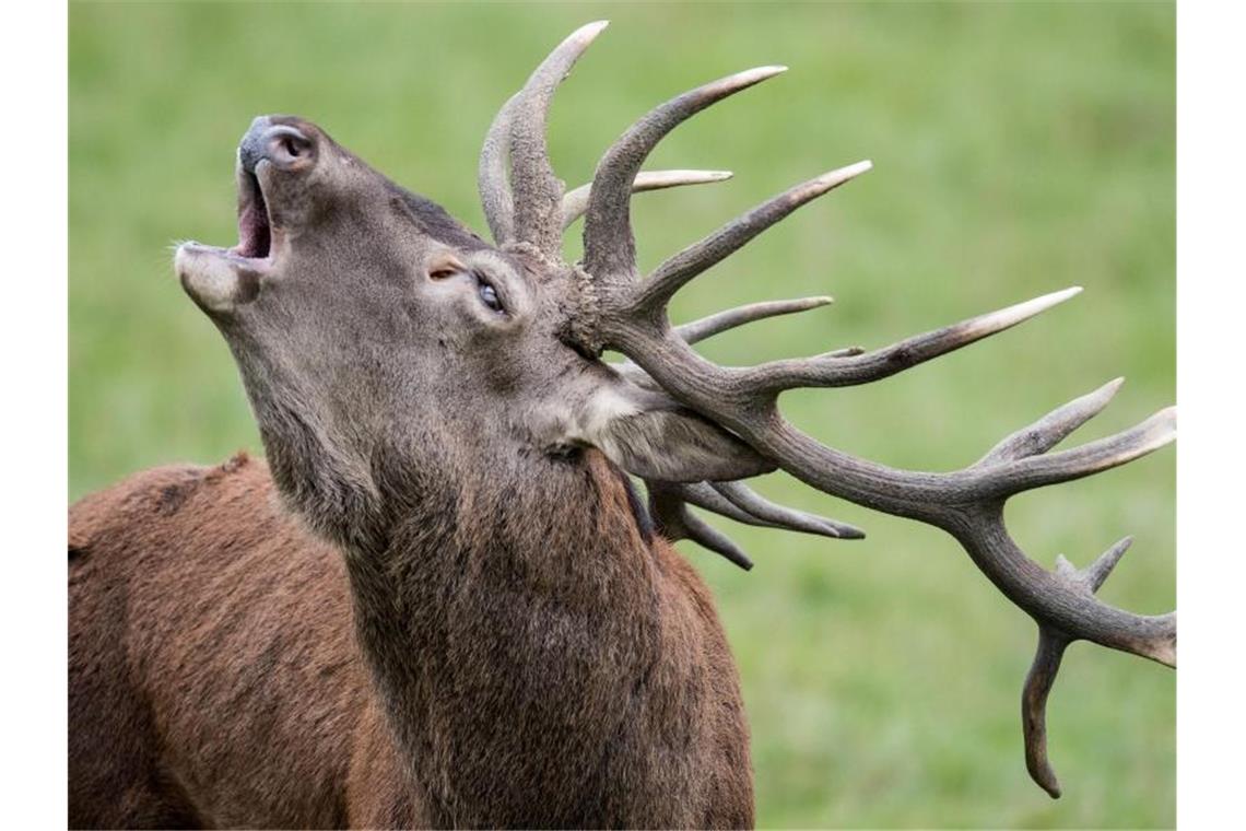 Tierschützer fordern mehr Platz für den Rothirsch Ein Rothirsch röhrt im Tierpark. Foto: Boris Roessler/dpa/Archivbild