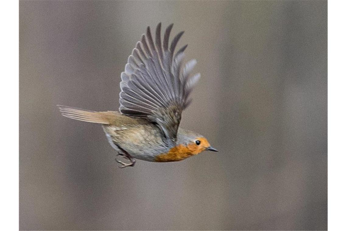 Mehr Rotkehlchen, weniger Schwalben laut Vogelzählung