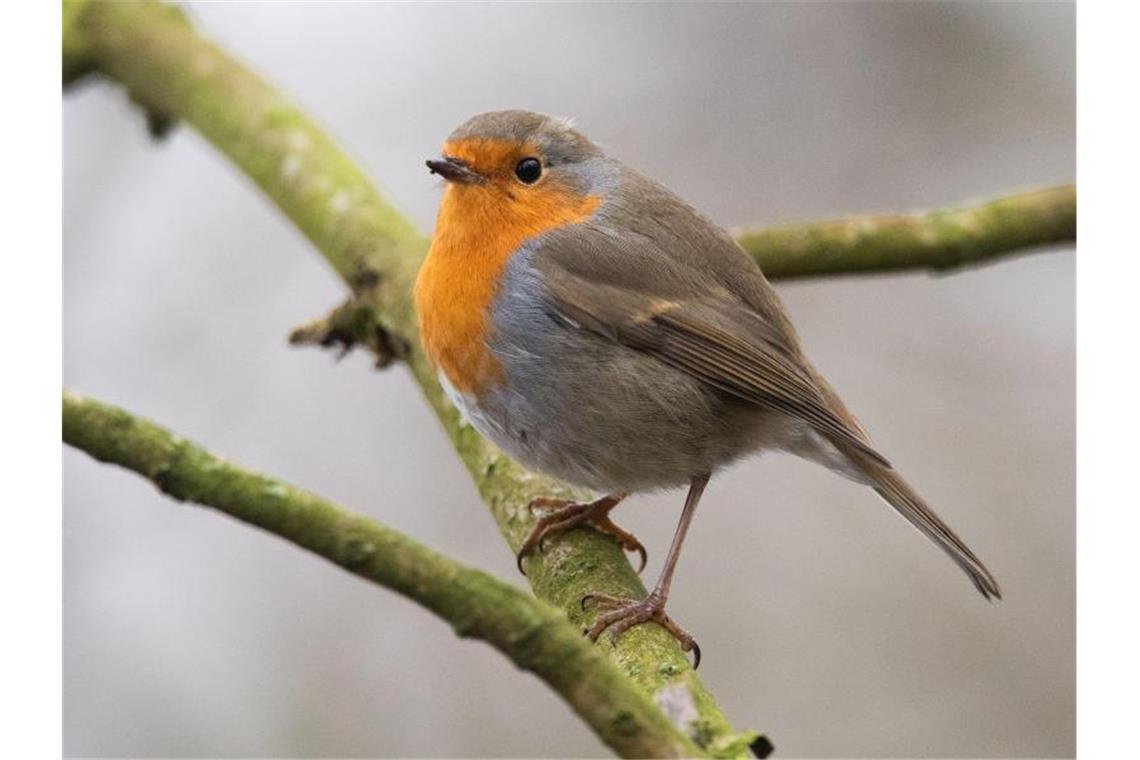 Nabu bittet Gärtner um Rücksicht auf Vögel