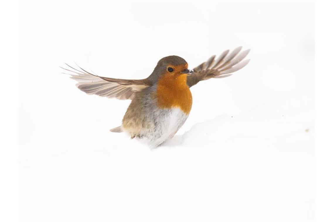 Rotkehlchen oder Rauchschwalbe? Ein Rotkehlchen sucht im Schnee nach Futter. Foto: Julian Stratenschulte/dpa