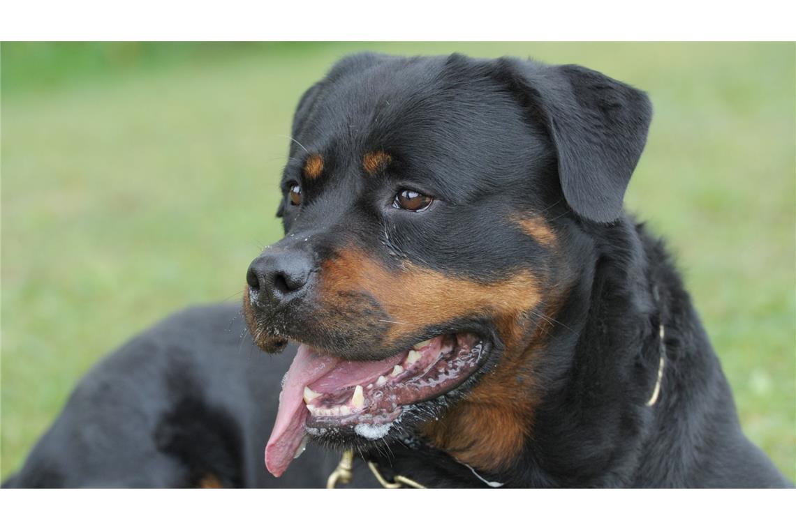 Familienhund beißt Neunjährigen tot – Vater mit Messer gegen Rottweiler Ein Rottweiler hat in Frankreich ein Kind totgebissen. (Symbolbild)
