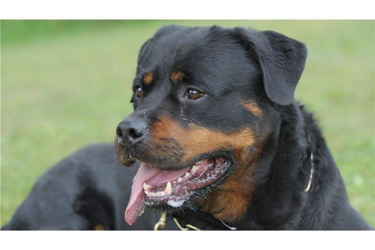 Ein Rottweiler hat in Frankreich ein Kind totgebissen. (Symbolbild)