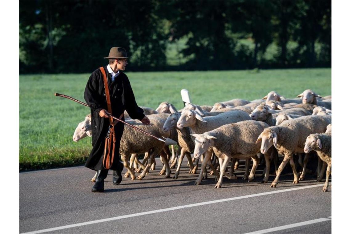 Ein Schäfer führt seine Schafe beim Markgröninger Schäferlauf über eine Landstraße. Foto: Fabian Sommer/dpa/Archivbild