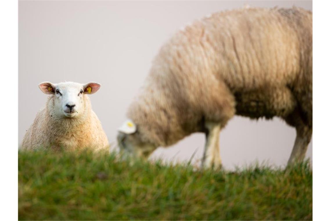 Ein Schaf grast auf einer Weide. Foto: Mohssen Assanimoghaddam/dpa/Archiv