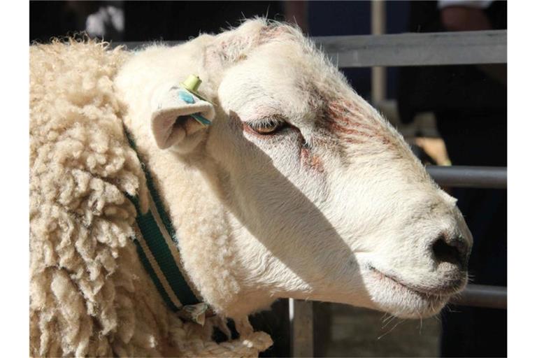 Ein Schafbock steht in einer Stallung. Foto: picture alliance /dpa/Symbolbild