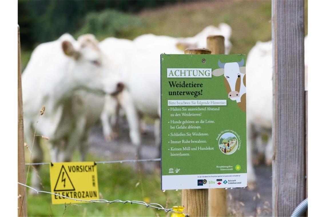 Viele Ausflügler auf Feld und Flur: Zum Leidwesen der Bauern Ein Schild mit der Aufschrift "ACHTUNG Weidetiere unterwegs!" weist auf die Verhaltensregeln innerhalb der durchwanderbaren Weideflächen hin, während im Hintergrund Rinder zu sehen sind. Foto: Philipp von Ditfurth/dpa