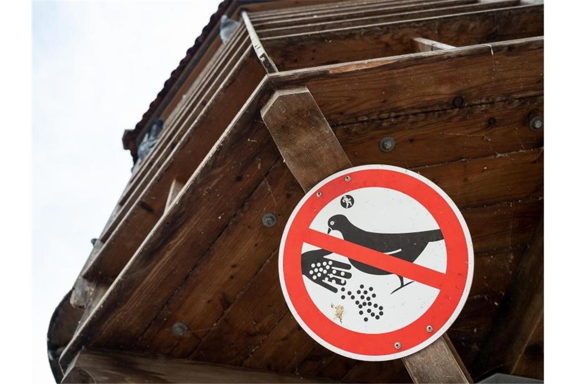 Ein Schild weist an einem Taubenturm auf das Fütterungsverbot hin. Foto: Sebastian Gollnow/dpa