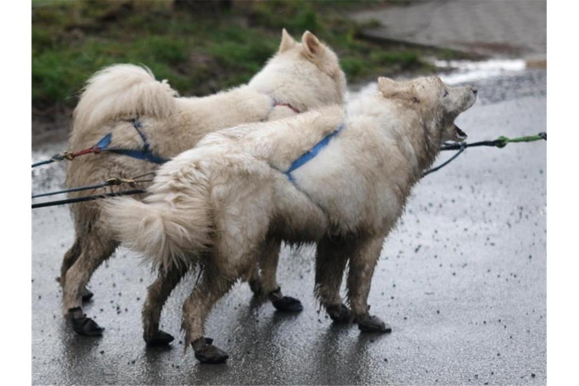 Vermutlich erstickt oder vergiftet: Hunde werden untersucht Ein Schlittenhundegespann steht auf der Straße. Foto: Matthias Bein/dpa-Zentralbild/ZB/Symbolbild