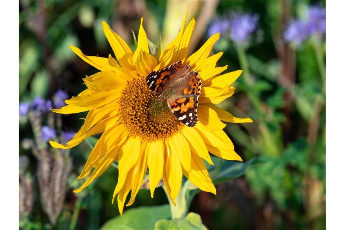 Ein Schmetterling sitzt auf der Wiese eines Ribbecker Landwirtes auf der Blüte einer Sonnenblume. Foto: Soeren Stache/dpa-Zentralbild/dpa