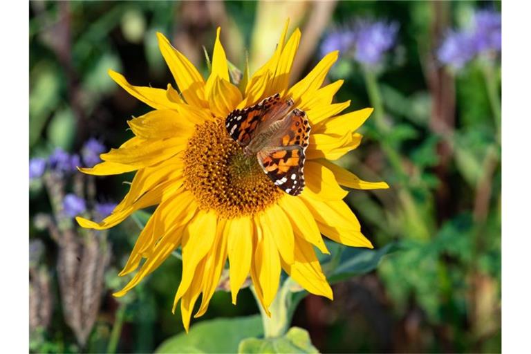 Ein Schmetterling sitzt auf der Wiese eines Ribbecker Landwirtes auf der Blüte einer Sonnenblume. Foto: Soeren Stache/dpa-Zentralbild/dpa