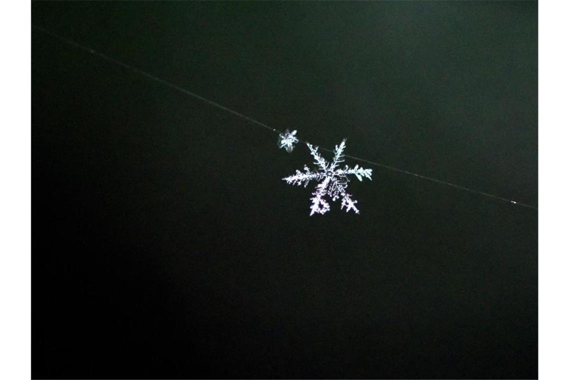 Nach dem Schneesturm kommt eisige Kälte Ein Schneekristall hat sich in einer Spinnwebe verfangen. Die Natur schafft jeden Winter ein filigranes Wunderwerk von künstlerischer Schönheit. Foto: Ralf Hirschberger/dpa-Zenmtralbild/dpa