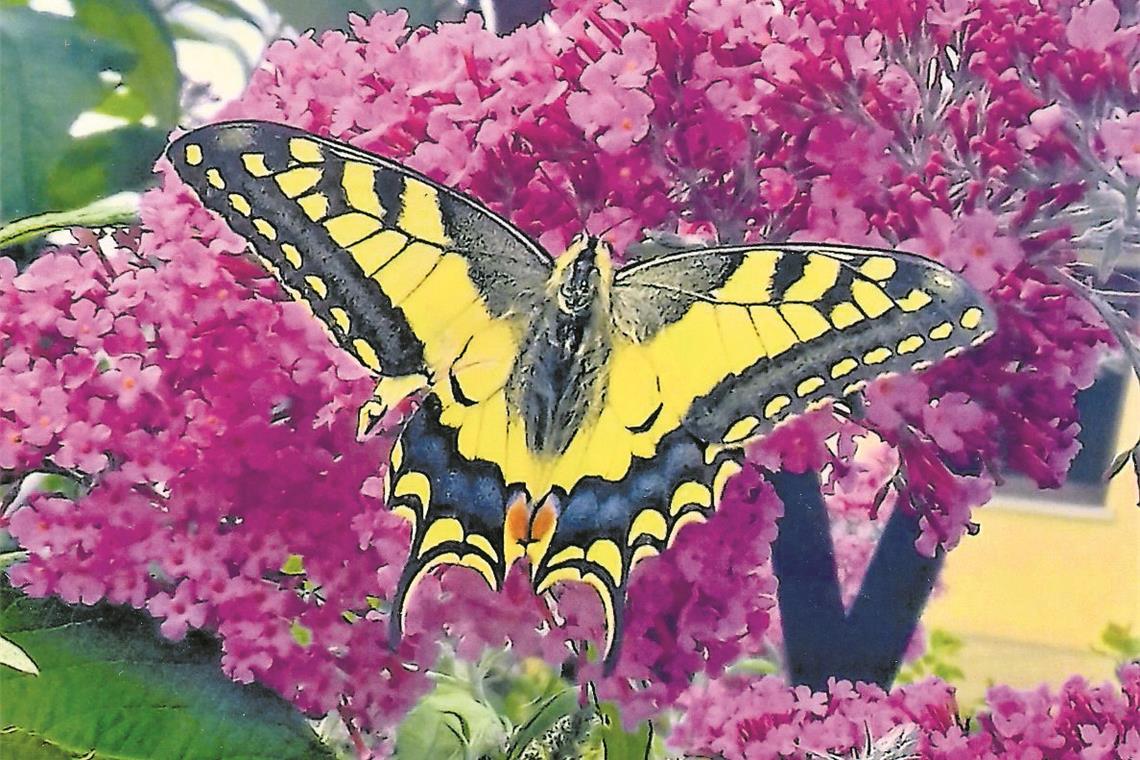 Schwalbenschwanz auf Sommerflieder Ein Schwalbenschwanz hat sich auf dem Sommerflieder niedergelassen. Foto: B. Urbansky