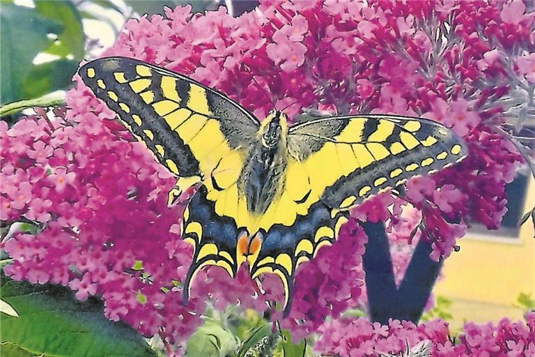 Ein Schwalbenschwanz hat sich auf dem Sommerflieder niedergelassen. Foto: B. Urbansky