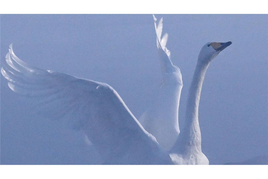 Ein Schwan ist auf der Autobahn 7 im Kreis Neu-Ulm gelandet (Symbolfoto).