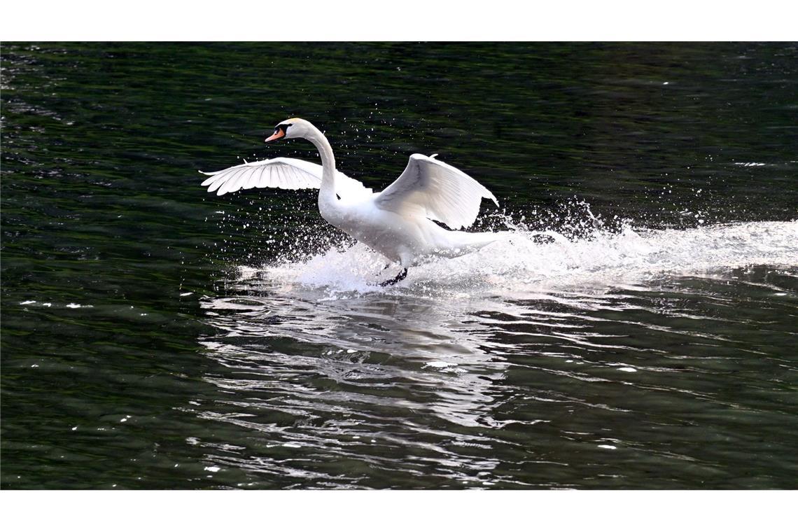 Bilder des Tages Ein Schwan landet im Decksteiner Weiher.