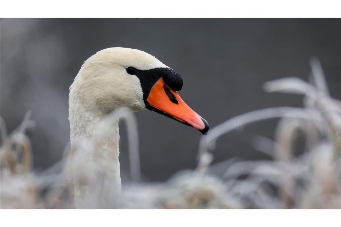 Ein Schwan legte den Zugverkehr am Bodensee kurzzeitig lahm (Symbolbild).