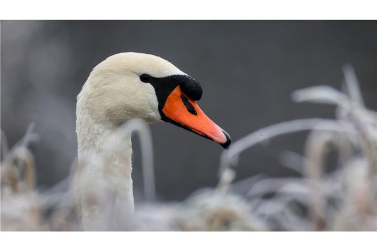 Ein Schwan legte den Zugverkehr am Bodensee kurzzeitig lahm (Symbolbild).