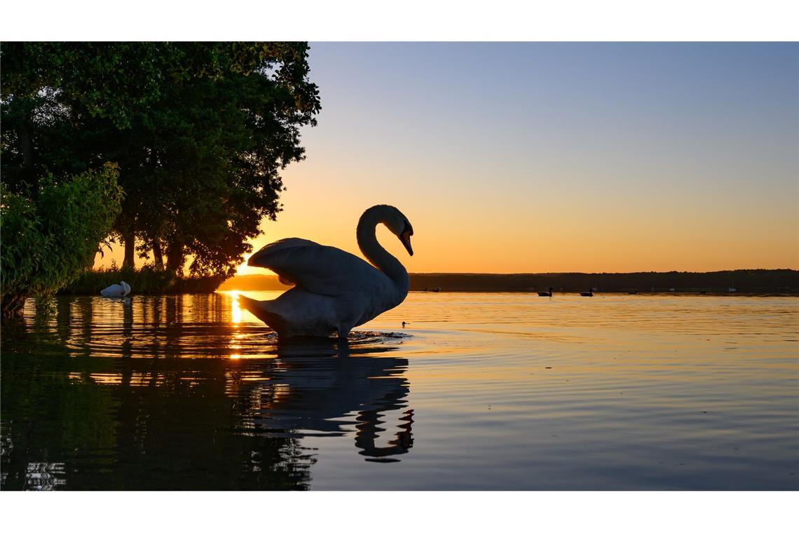 Ein Schwan steht im flachen Wasser des Scharmützelsees während des Sonnenaufgangs.