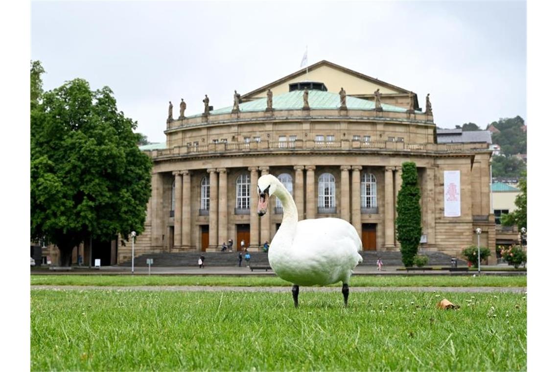 SWR-Dokumentation über Staatstheater in der Pandemie Ein Schwan steht vor dem Opernhaus in Stuttgart. Foto: Bernd Weissbrod/dpa/Archivbild