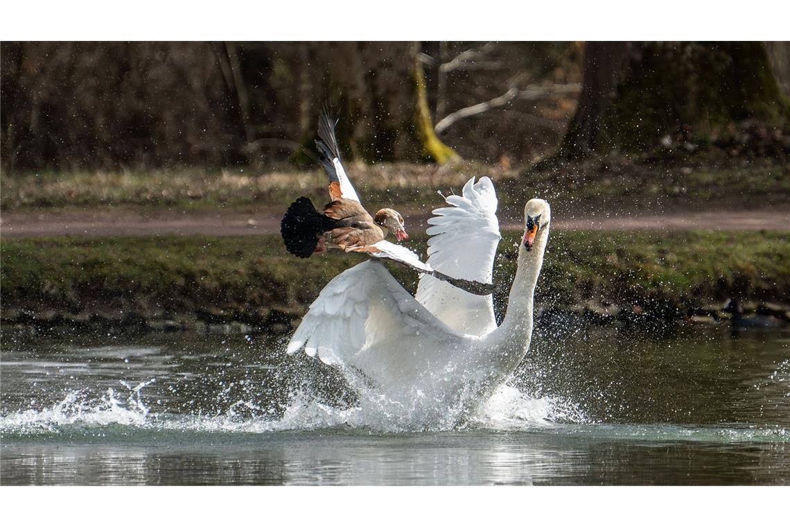 Bilder des Tages Ein Schwan und eine Nilgans kämpfen in einem See im Schlosspark Donaueschingen gegeneinander.