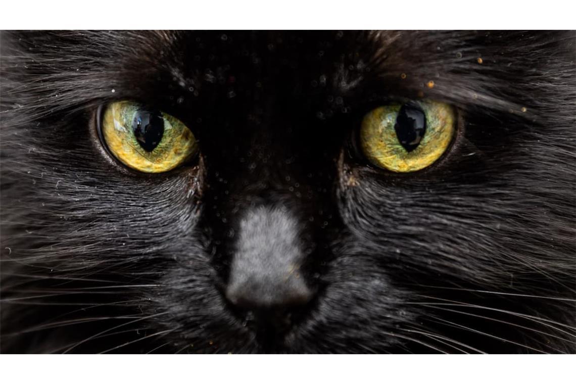 Ein schwarzer Kater wurde erhängt aufgefunden. (Archivbild)
