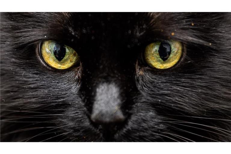 Ein schwarzer Kater wurde erhängt aufgefunden. (Archivbild)