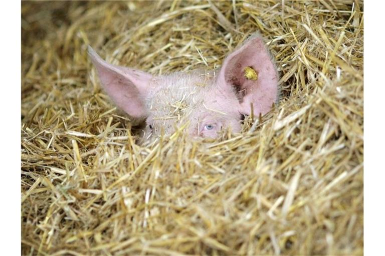 Ein Schwein hat sich auf einem Bio-Bauernhof im Stroh des Stalls versteckt. Bundeskanzlerin Merkel hat sich für einen Umbau der Landwirtschaft in Deutschland ausgesprochen. Foto: picture alliance / dpa
