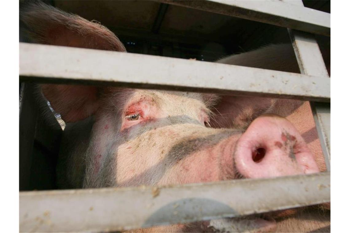 Ein Schwein schaut aus einem Spalt der Heckladeklappe eines Tiertransporters. Foto: Peter Steffen