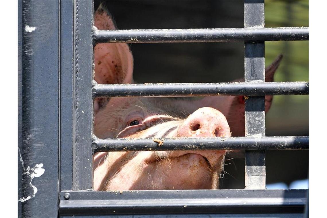 Ein Schwein schaut durch das Gitter eines LKW-Tiertransports. Foto: Hendrik Schmidt/dpa-Zentralbild/dpa